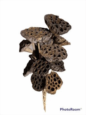 Lotus Pod/Stem Natural 12/pk