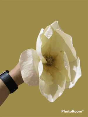 Magnolia 8” Pick Single