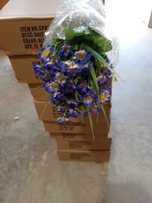 GPB22304 Daisy Bush x 18 ue