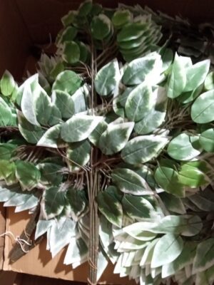Deluxe Ficus Spray Bundle x12 Variegated