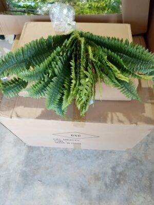 GG4617 Boston Fern Dark Green/42 leaves
