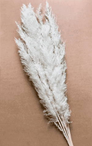 Feather Grass 48" Bleached