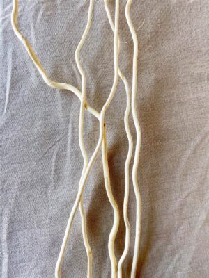 Corkscrew Willow Bleached