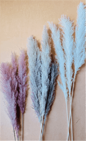Feather Grass 48" Natural - 32156801