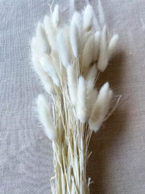 Bunny Tails Bleached