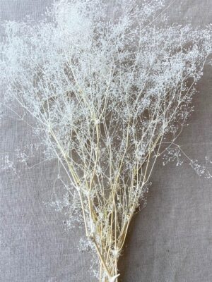 Stardust Gyp Bleached