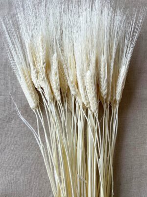 Wheat Triticum Bleached 8 oz 30110928