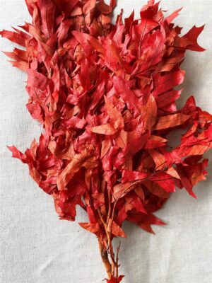 Oak Leaves Dried Persimmon 1lb