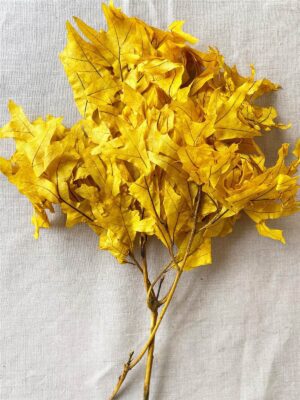 Oak Leaves Dried Yellow 1lb