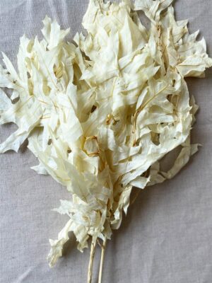 Oak Leaves Dried White 1lb