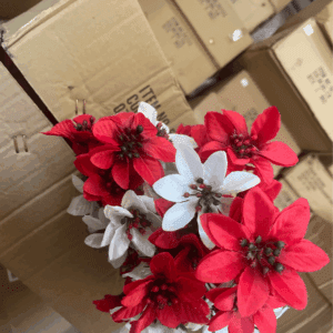 Red/white Mini Poinsettia Bush