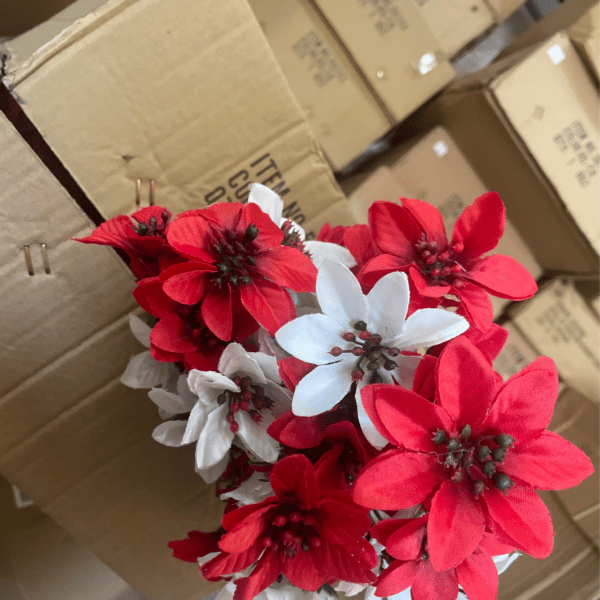 Red/white Mini Poinsettia Bush