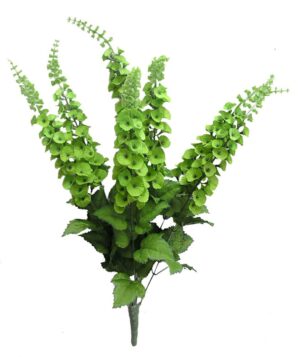 Satin Bells of Ireland Bush x5