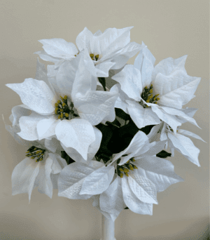Poinsettia Bush x7 Cream - 56572
