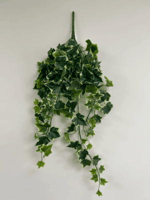 Ivy Bush 144 Leaves Variegated - 50775VAR