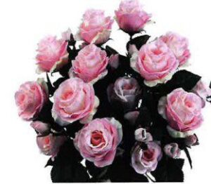 Bush - Single Flower